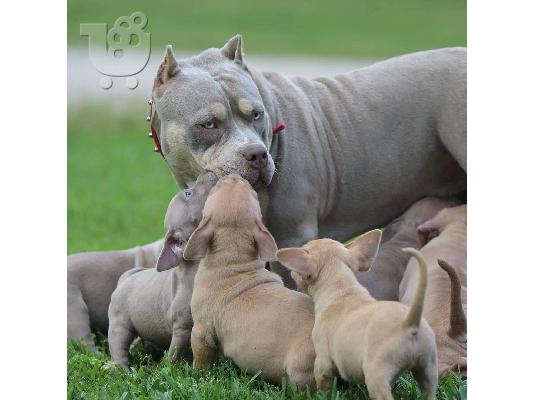 PoulaTo: Pitbull